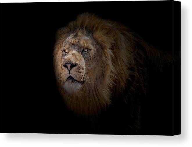Africa Canvas Print featuring the photograph African Lion by Peter Lakomy