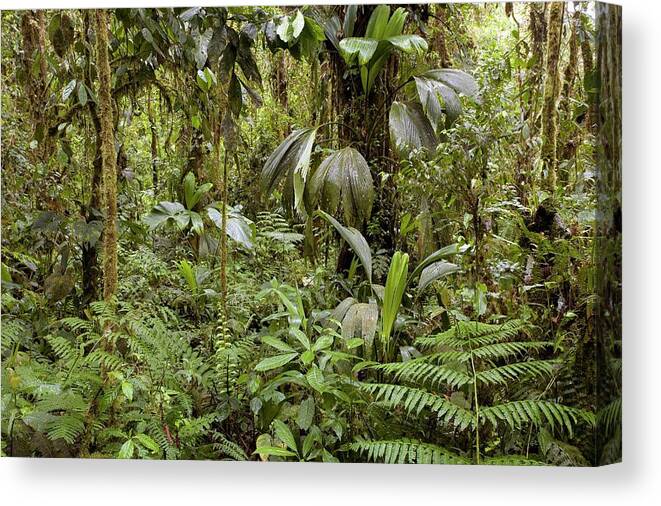 Plant Canvas Print featuring the photograph Amazon Rainforest by Dr Morley Read/science Photo Library