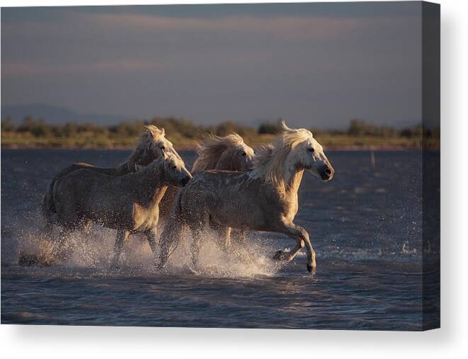 Camargue Canvas Print featuring the photograph Angels Of Camargue #2 by Rostovskiy Anton