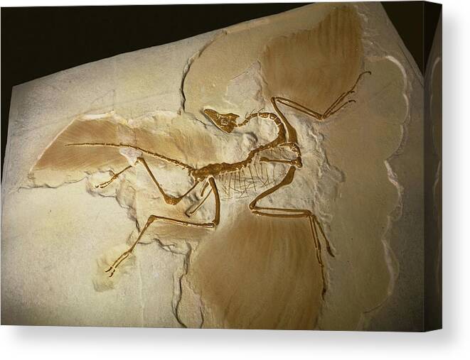 Animal Canvas Print featuring the photograph Archaeopteryx #2 by Millard H. Sharp