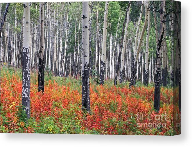 Canada Canvas Print featuring the photograph Aspen in a field of Red #2 by Frank Wicker