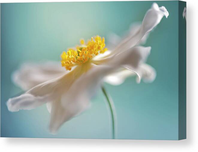Macro Canvas Print featuring the photograph Autumn Reverie by Jacky Parker