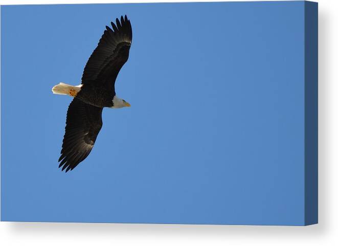 Bald Eagle Canvas Print featuring the photograph Bald Eagle #2 by James Petersen