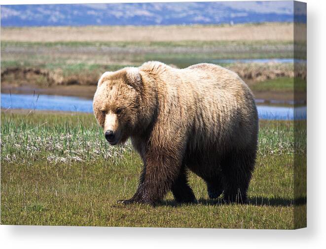 Grizzly Canvas Print featuring the photograph Bear in Hallo Bay in Katmai National Park Alaska #2 by Natasha Bishop