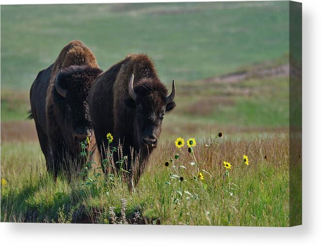 Grass Canvas Print featuring the photograph Bison Buffalo In Wind Cave National Park #2 by Mark Newman
