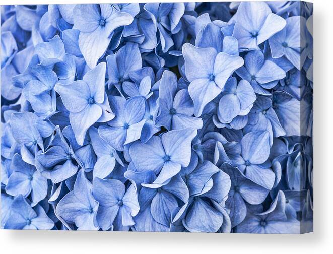 Flowers Canvas Print featuring the photograph Blue #2 by Cathy Kovarik