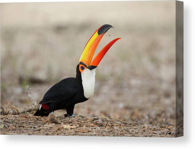 Behavior Canvas Print featuring the photograph Brazil, Mato Grosso, The Pantanal, Toco #2 by Ellen Goff