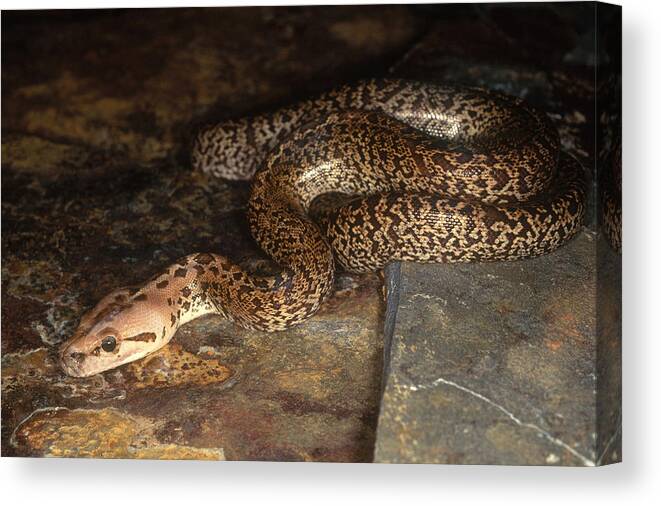 Animal Canvas Print featuring the photograph Burmese Python #2 by Steve Cooper