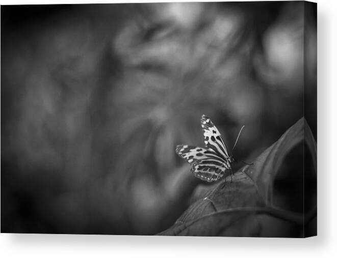 Butterfly Canvas Print featuring the photograph Butterfly Black And White #3 by Bradley R Youngberg