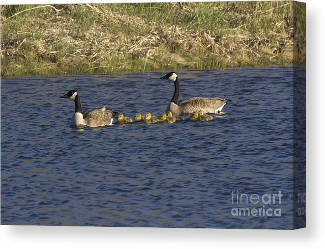 Branta Canadensis Canvas Print featuring the photograph Canadian Geese #2 by Linda Freshwaters Arndt