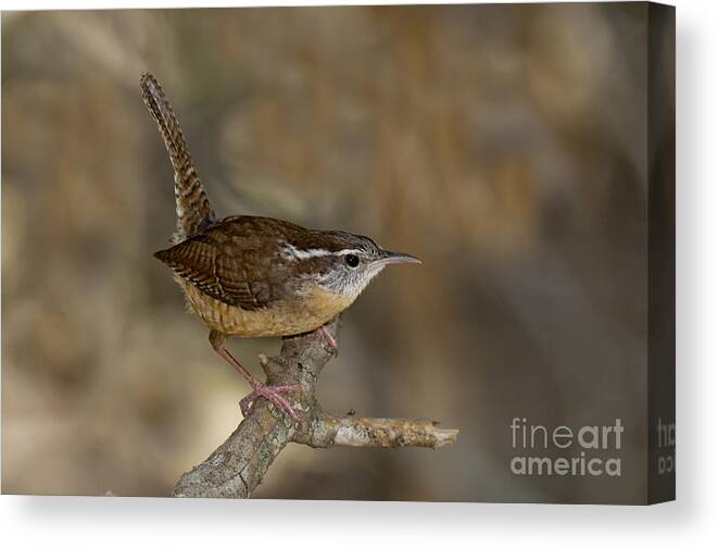 Carolina Wren Canvas Print featuring the photograph Carolina Wren #2 by Anthony Mercieca