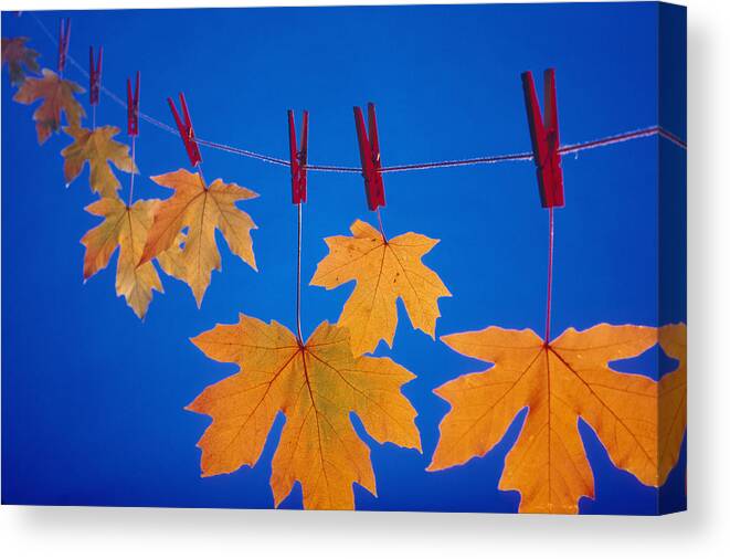 Close-up Canvas Print featuring the photograph Close-up Of Fall Colored Maple Leaves #2 by Kevin Smith