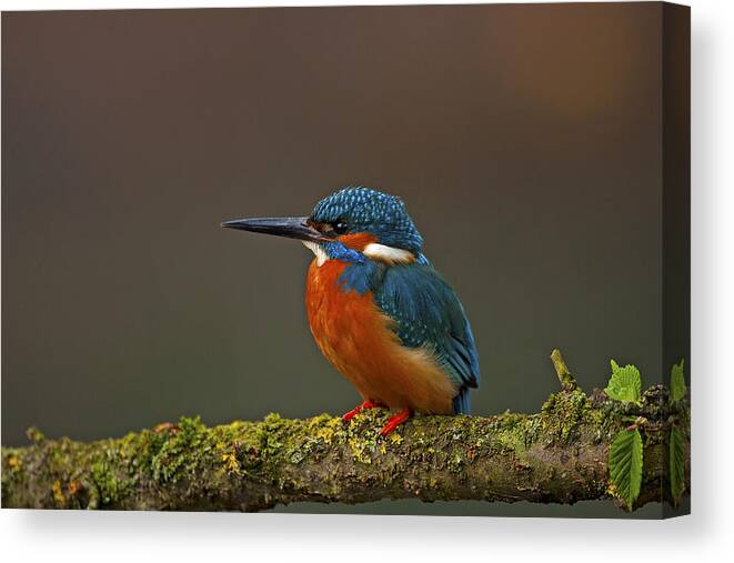 Kingfisher Canvas Print featuring the photograph Common Kingfisher #2 by Paul Scoullar
