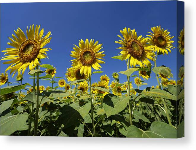 Beautiful Japanese Floral Art~CANVAS PRINT 8x12 Sunflower Painting Drawing Photo 