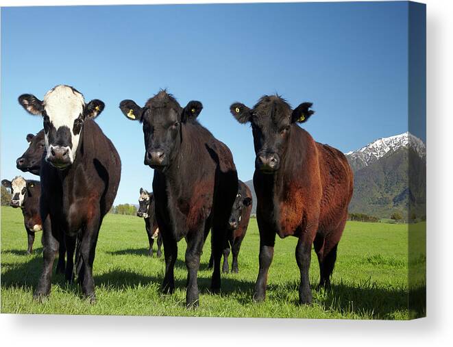 Animal Canvas Print featuring the photograph Cows Near Kaikoura, And Seaward #2 by David Wall
