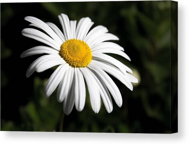 Flower Canvas Print featuring the photograph Daisy in the Garden #2 by Ron Pate