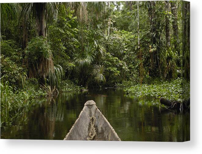 Feb0514 Canvas Print featuring the photograph Dugout Canoe In Blackwater Stream #2 by Pete Oxford