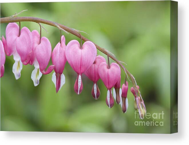 Bleeding Hearts Canvas Print featuring the photograph Hang in There by Patty Colabuono