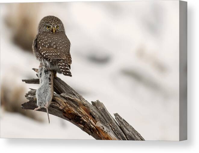 Northern Pygmy-owl Canvas Print featuring the photograph Eyes of the Hunter #1 by Sandy Sisti