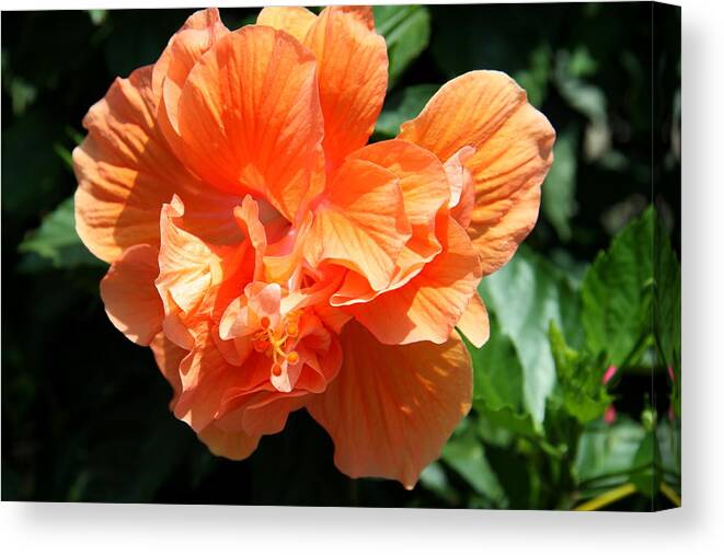 Orange Hibiscus Canvas Print featuring the photograph Fancy Orange by Christiane Schulze Art And Photography