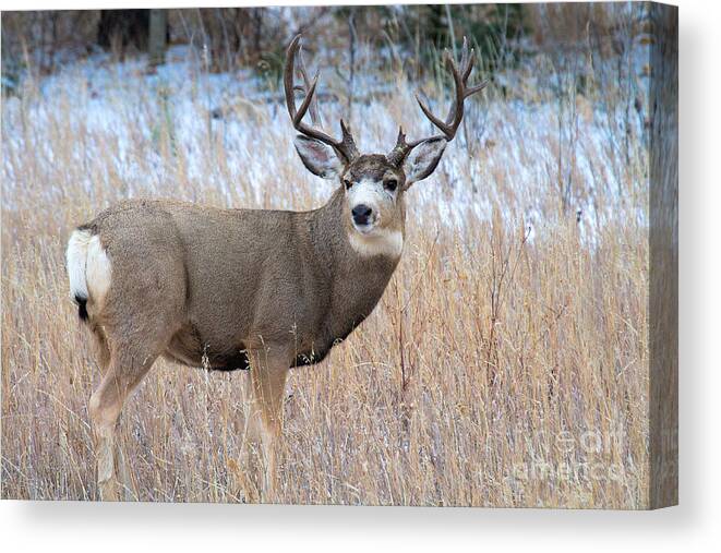 Large Deer Canvas Print featuring the photograph Five by Five #2 by Jim Garrison