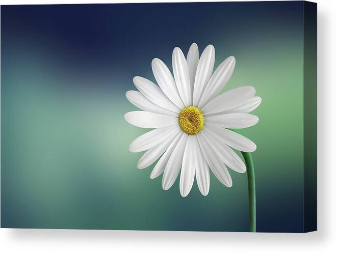 Flower Canvas Print featuring the photograph Flower #2 by Bess Hamiti