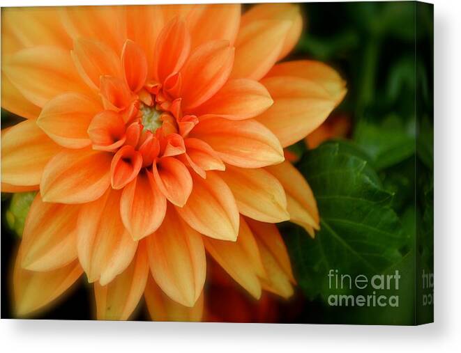 Orange Flower Canvas Print featuring the photograph Flower by Deena Withycombe