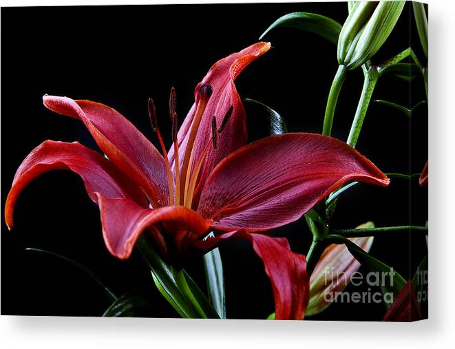 Flowers Canvas Print featuring the photograph Flower #2 by Gunnar Orn Arnason