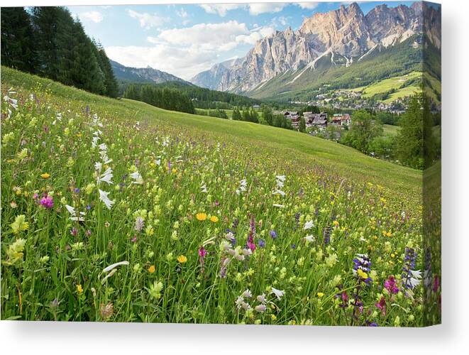 Nobody Canvas Print featuring the photograph Flowery Alpine Meadow #2 by Bob Gibbons