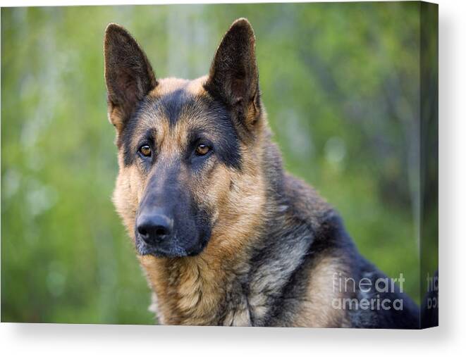 Dog Canvas Print featuring the photograph German Shepherd #2 by Rolf Kopfle