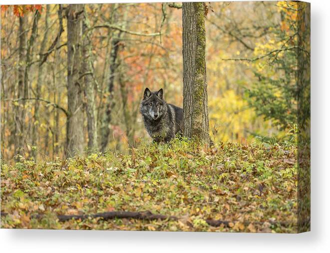 Alone Canvas Print featuring the photograph Gray Wolf #2 by Linda Arndt