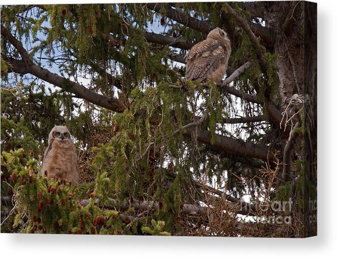 Afternoon Canvas Print featuring the photograph Great Horned Owl at Mammoth #2 by Fred Stearns