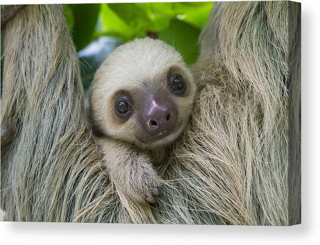 Suzi Eszterhas Canvas Print featuring the photograph Hoffmanns Two-toed Sloth And Old Baby by Suzi Eszterhas
