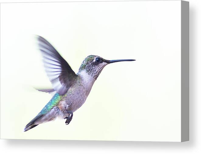Ruby-throated Hummingbird Canvas Print featuring the photograph Hummer by Annette Hugen
