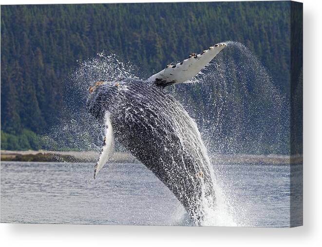 Humpback Whale Canvas Print featuring the photograph Humpback Whale Breaching #2 by M. Watson