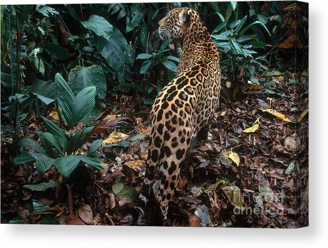 Jaguar Canvas Print featuring the photograph Jaguar #2 by Art Wolfe
