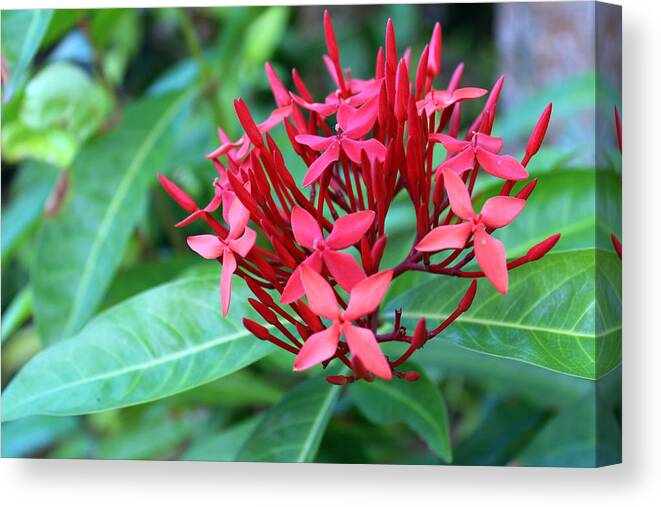 Flowers Canvas Print featuring the photograph Jamaican Red #2 by Samantha Delory