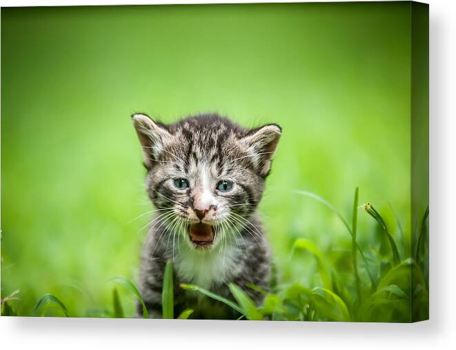 Animal Canvas Print featuring the photograph Kitty In Grass #2 by Alex Grichenko