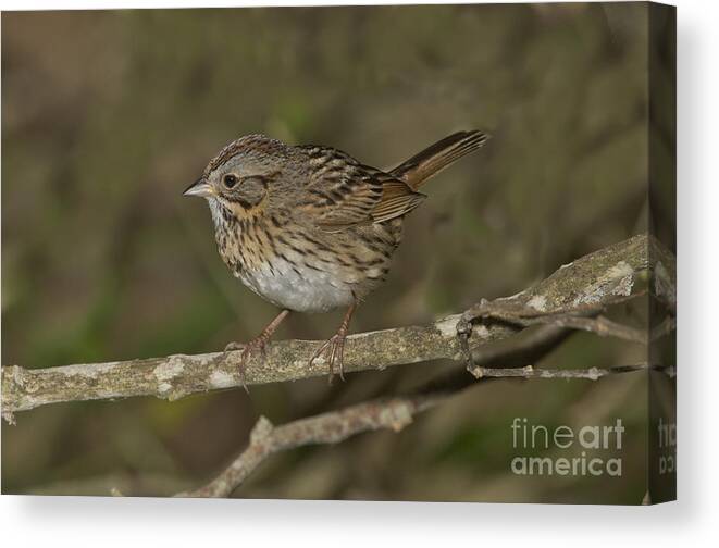 Lincoln's Sparrow Canvas Print featuring the photograph Lincolns Sparrow #2 by Anthony Mercieca