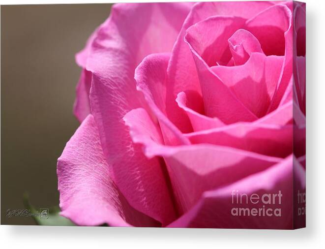 Mccombie Canvas Print featuring the photograph Long-Stemmed Pink Rose #4 by J McCombie