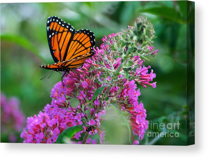 Butterfly Canvas Print featuring the photograph Monarch Butterfly #2 by Mark Dodd