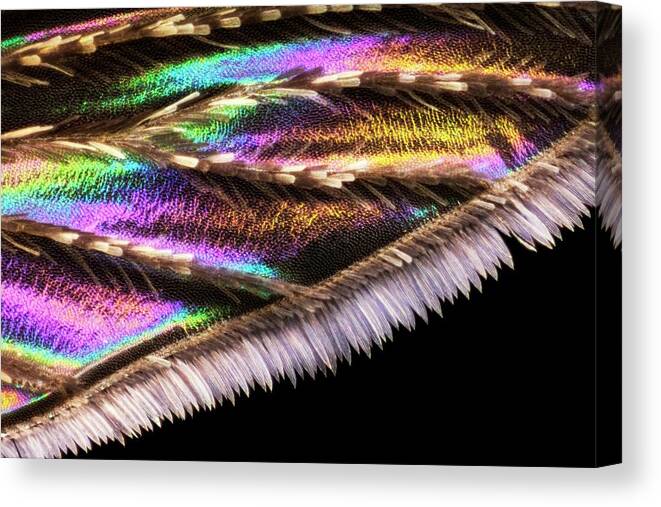 Animal Canvas Print featuring the photograph Mosquito Wing by Frank Fox/science Photo Library