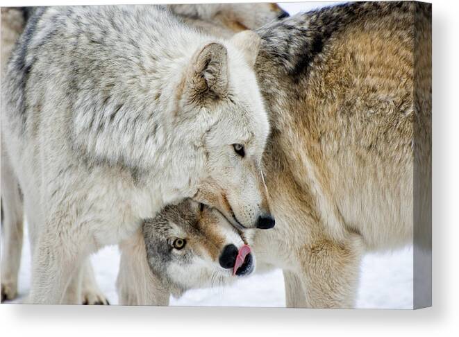 Wolf Canvas Print featuring the photograph Over and Under by Gary Slawsky