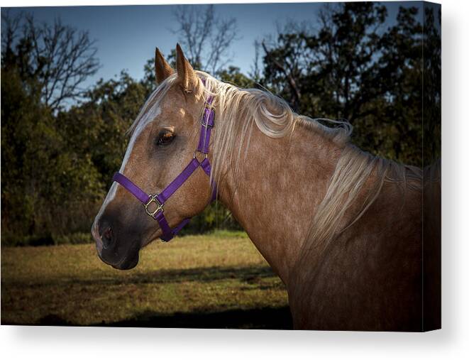 Animal Canvas Print featuring the photograph Palomino Quarter Horse #2 by Doug Long