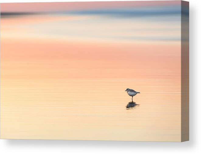 Piping Plover Canvas Print featuring the photograph Piping Plover #1 by Bill Wakeley