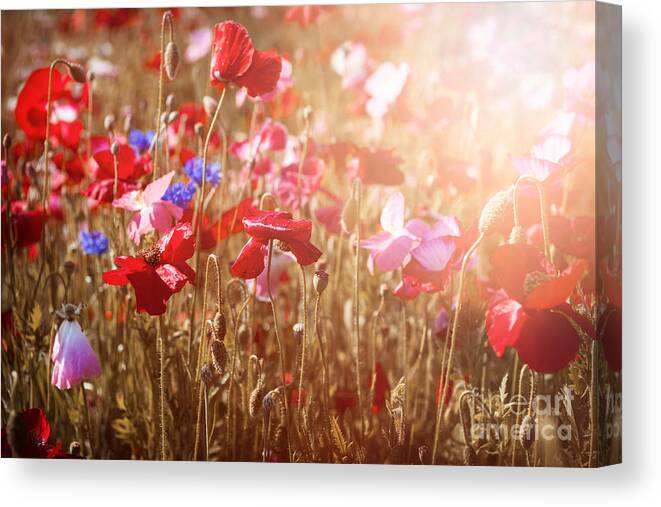 Poppies Canvas Print featuring the photograph Poppies in sunny meadow by Elena Elisseeva