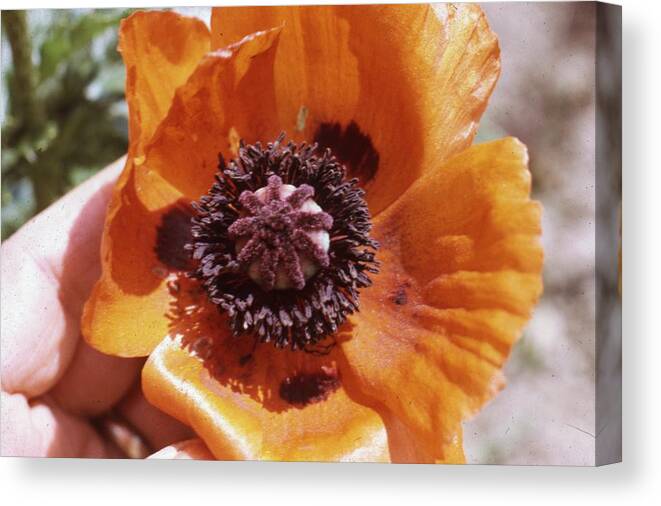 Retro Images Archive Canvas Print featuring the photograph Poppy Flower #2 by Retro Images Archive