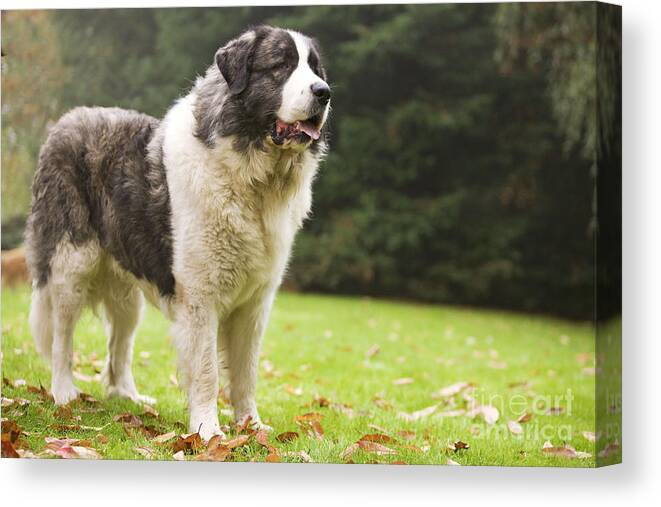 Dog Canvas Print featuring the photograph Pyrenean Mastiff #2 by Jean-Michel Labat