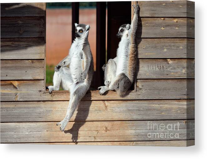 Ring Tailed Lemur Canvas Print featuring the photograph Ring Tailed Lemurs #1 by George Atsametakis