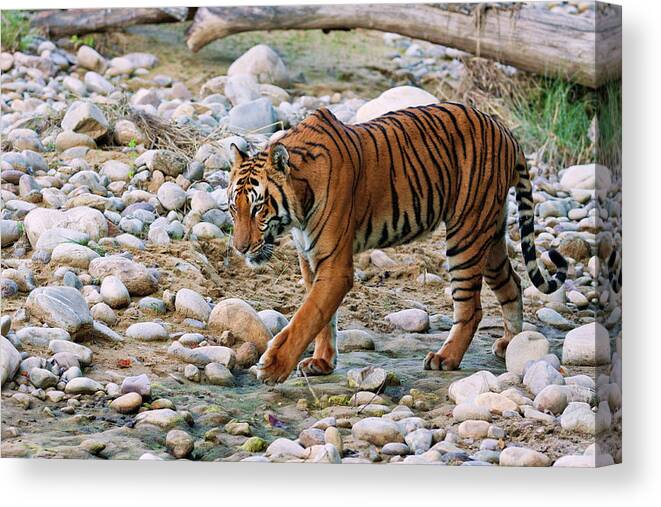 Aggressive Canvas Print featuring the photograph Royal Bengal Tiger (male #2 by Jagdeep Rajput